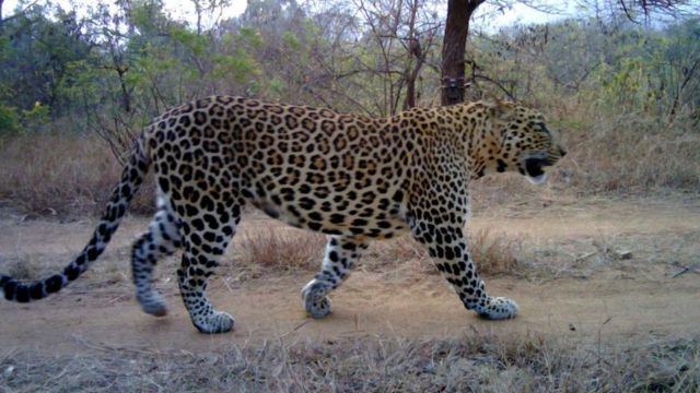 இந்தியாவில் இரண்டாவது அதிக சிறுத்தையுள்ள மாநிலமாக கர்நாடகா உள்ளது