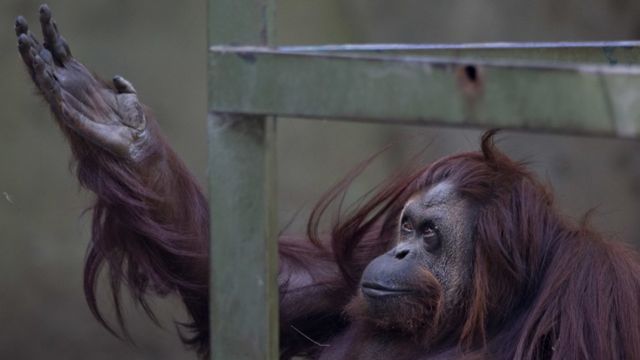 Buenos Aires to shut scandal-prone zoo