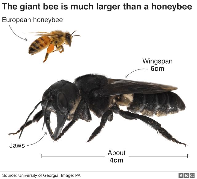 Size comparison of Wallace's giant bee and a European honeybee