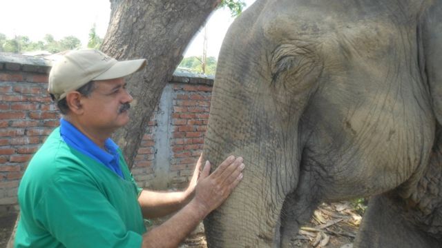 Passo mais tempo com eles do que com minha família': o veterinário que dedica a vida a cuidar de elefantes doentes - BBC News Brasil