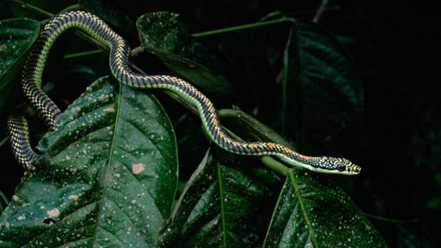 'Đời sống ái ân' kỳ quặc ở loài rắn - BBC News Tiếng Việt