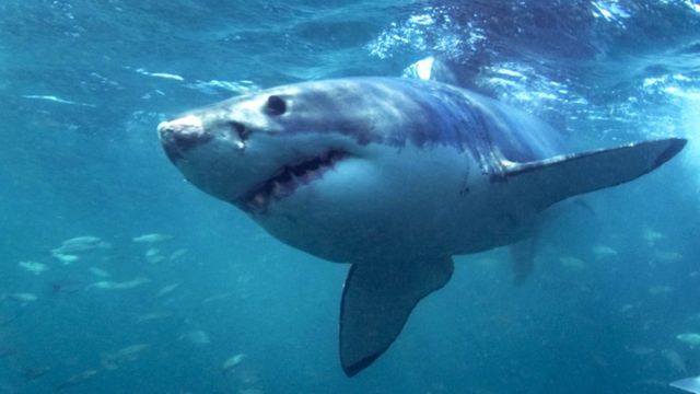 ニュージーランドでまれなサメ襲撃か 遊泳中の女性が死亡 cニュース