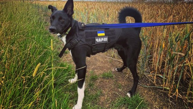 Rescue dog from Ukraine becomes Fort Myers police's newest K9 - WINK News