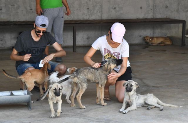 sokak köpeklerini besleyen hayvanseverler