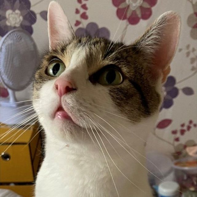 Kedi Billy