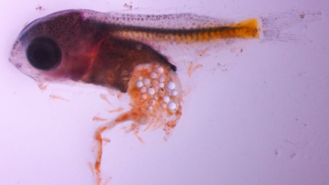 These very polite fish form queues in emergencies, new study finds - BBC  Science Focus Magazine
