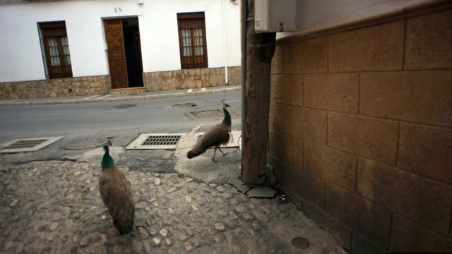 طاووسان يتجولان في شوارع روندا بإسبانيا