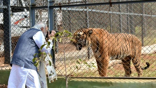 शेर की तस्वीर लेते नरेंद्र मोदी