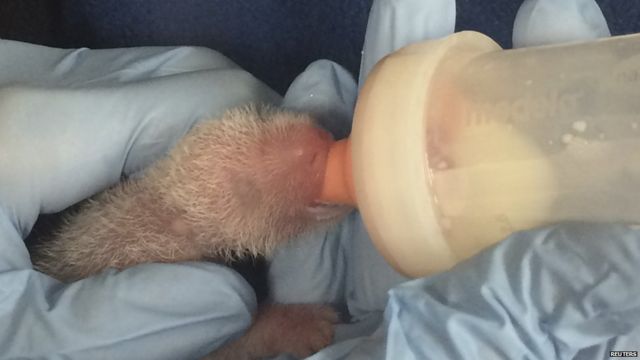 Smaller panda
