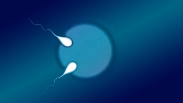 Two sperm fertilising an egg