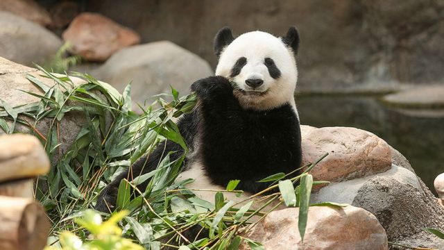 Ying Ying the panda
