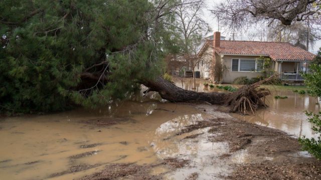 Un árbol caído sobre un camino inundado en California.