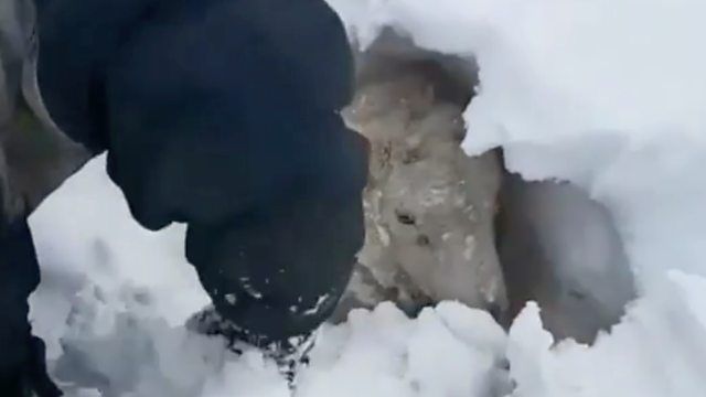 Sheep being rescued