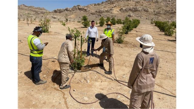 Tratamiento LNC de árboles frutales de guayaba en Al Ain, Abu Dabi.