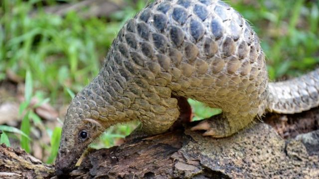 எறும்புத்திண்ணிகள்: உலகிலேயெ அதிகமாக வேட்டையாடப்படுவது ஏன்?