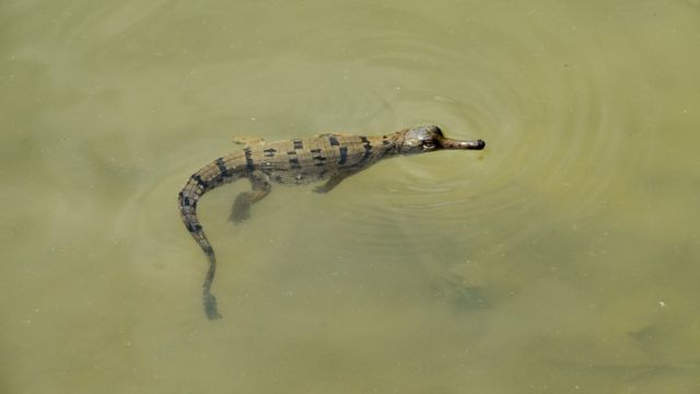 gharial