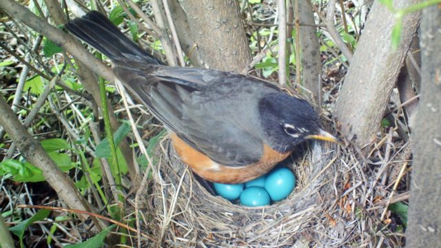 Mirlo americano en su nido en el que hay varios huevos azules