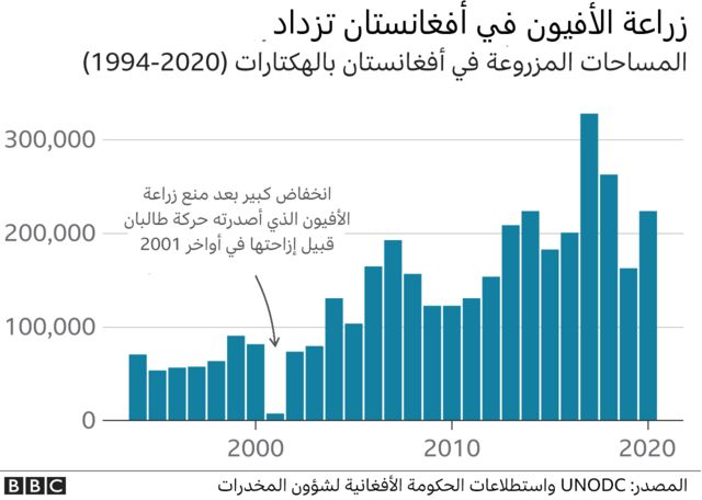 زراعة الأفيون في أفغانستان في تزايد