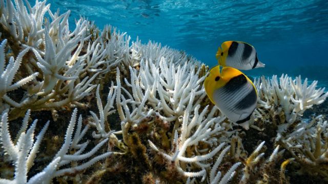 Pacific Ocean Blob What Is It And Why Is It Bad News Cbbc Newsround