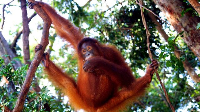Orangutans can walk on branches with their feet