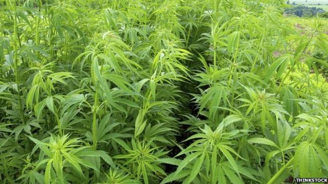 hemp field