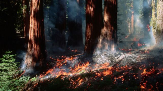 تعدادی از درختان ژنرال شرمن در پارک ملی سکویا که کنترل‌شده در حال سوختند