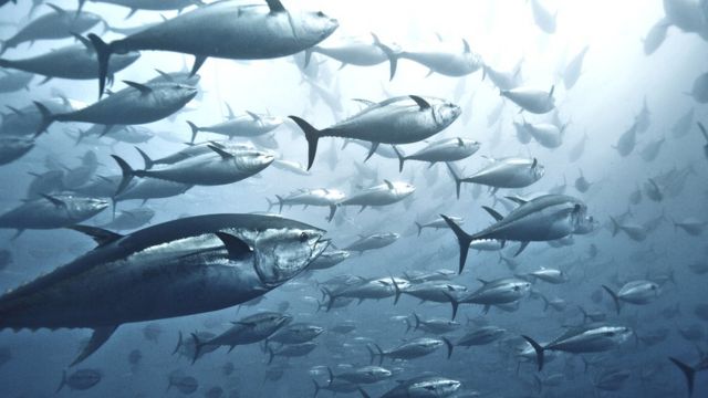金枪鱼迁徙时要游很长距离。(photo:BBC)
