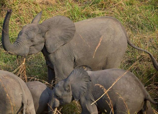 Gabon inaamiwa kuwa na idadi kubwa zaidi ya ndovu wa msituni waliosalia.