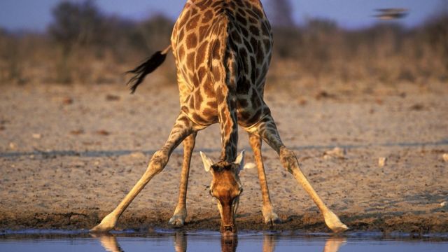 Espèces menacées : de nouvelles règles pour protéger les girafes - Le  Parisien