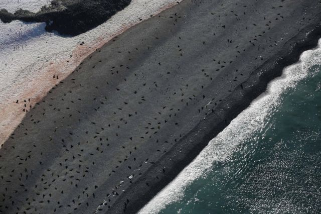 Seals on a beach in a photo seen from above