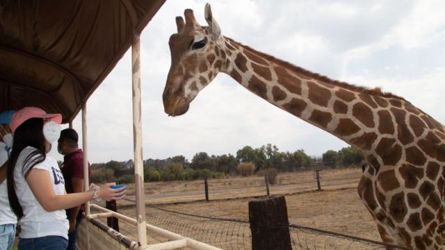 ஒட்டகச் சிவிங்கிக்கி உயர் ரத்த அழுத்தப் பிரச்சனை இல்லாதது ஏன்?