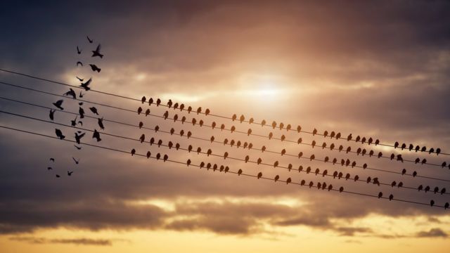 Birds