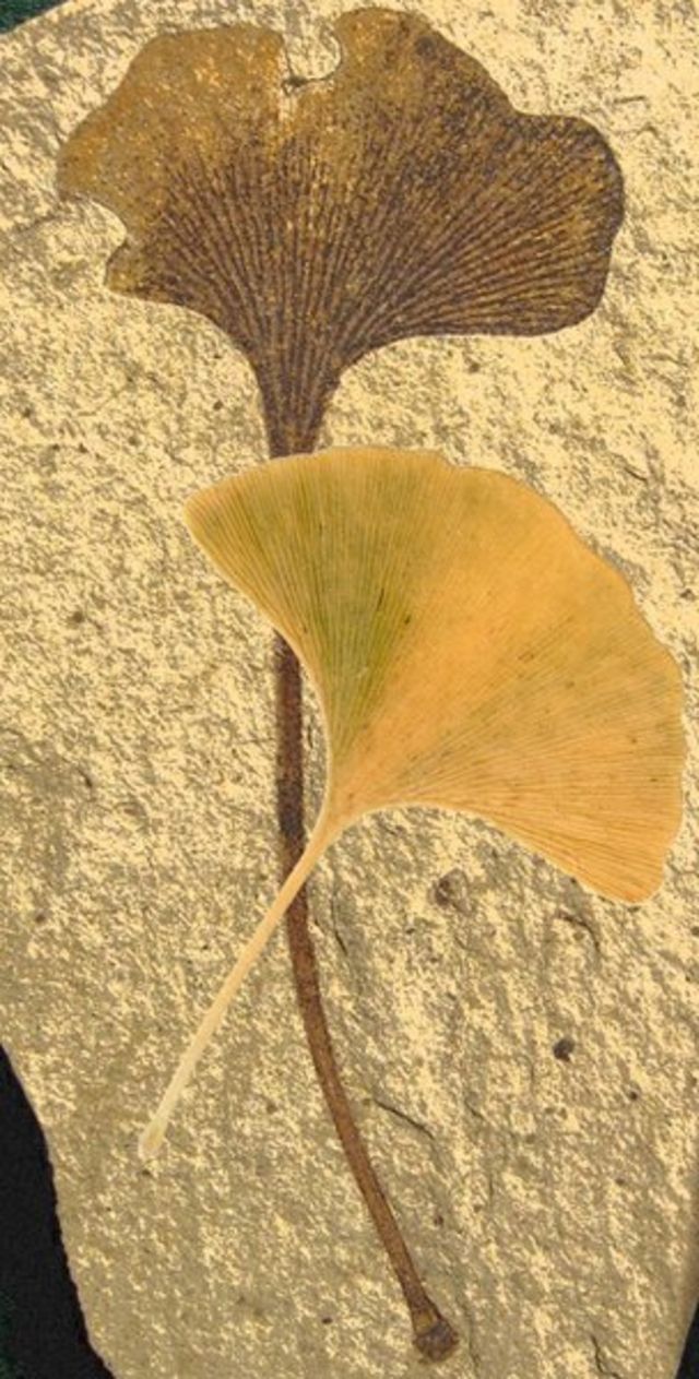 Ginkgo 'living fossil' genome decoded