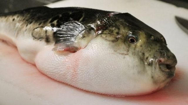 Ikan Buntal Maut Yang Masih Beracun Terjual Kota Di Jepang Bersiaga Bbc News Indonesia