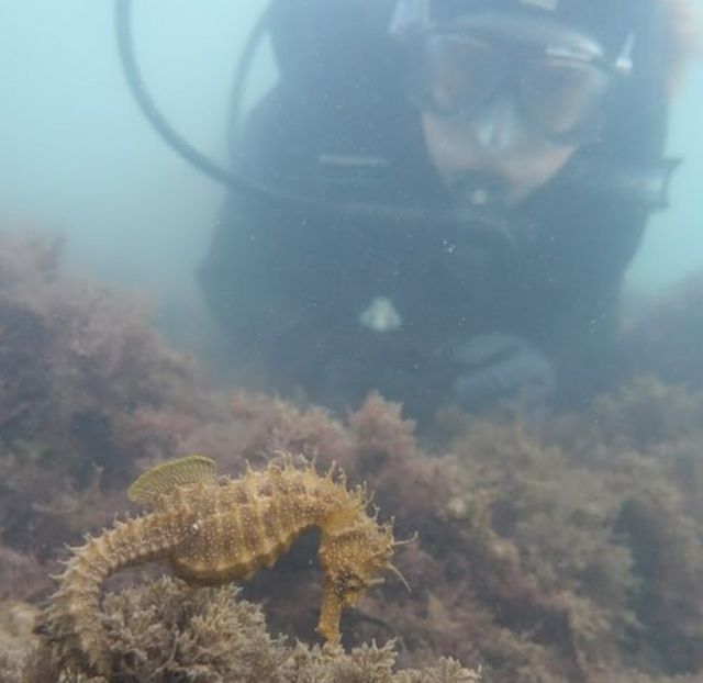 கடல் குதிரை