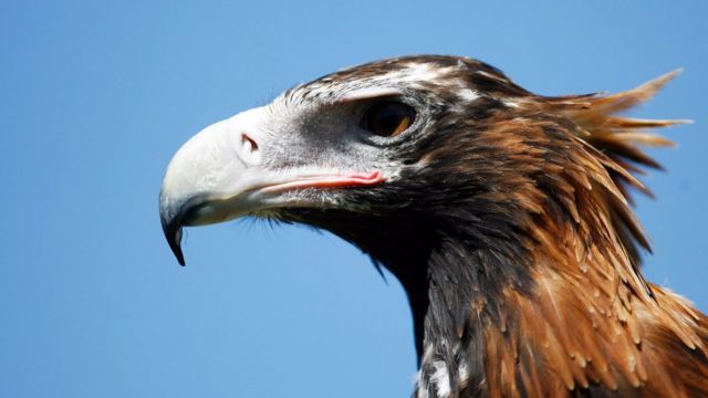 Com envergadura de 2,3m, a águia Audaz é a maior ave de rapina da Austrália