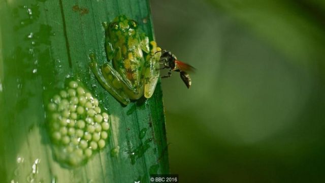 Katak