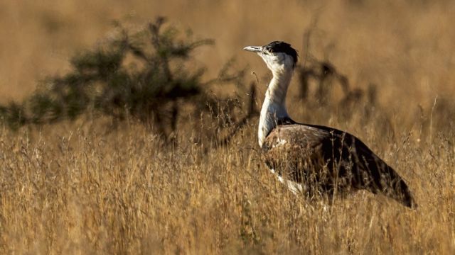 கான மயில்