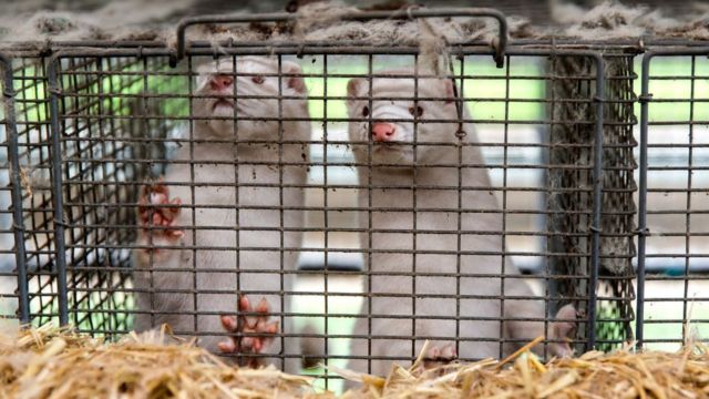 Dois visons atrás das grades em área verde