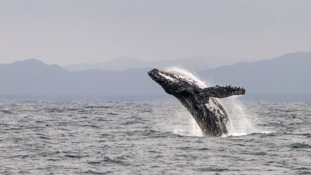 Di Ekuador Anda dapat menonton ikan paus.