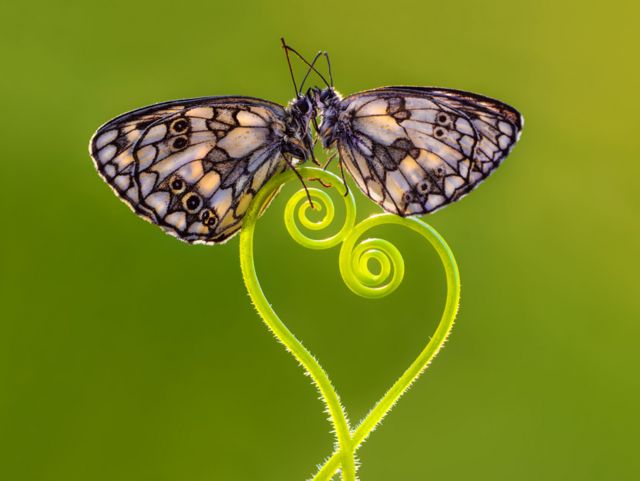 Dos mariposas en una rama