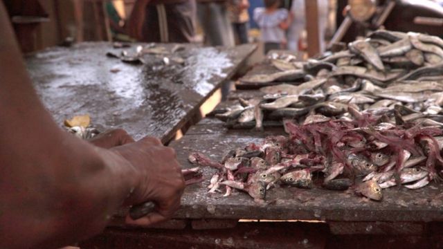 Pescador cortando sardinha na Venezuela