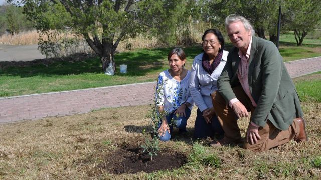 Susana Valencia, Maricela Rodríguez y Allen Coombes plantando el primer encino arroyero en el jardín botánico de la Universidad de Puebla en 2019.