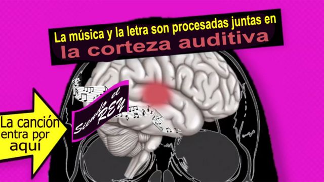 Explicación de cómo se guarda la letra de las canciones en el cerebro