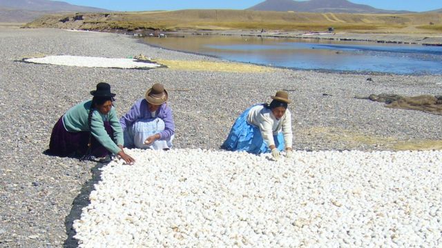 Mujeres preparando chuño en Ilave, Puno, Perú, 2008