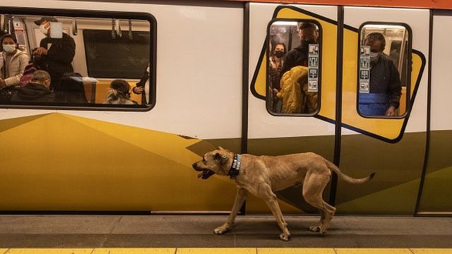 Boji, el perro callejero, sentado en un asiento dentro de un tranvía en Estambul