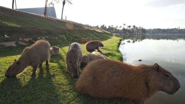 Capivaras na lagoa da Pampulha, em BH
