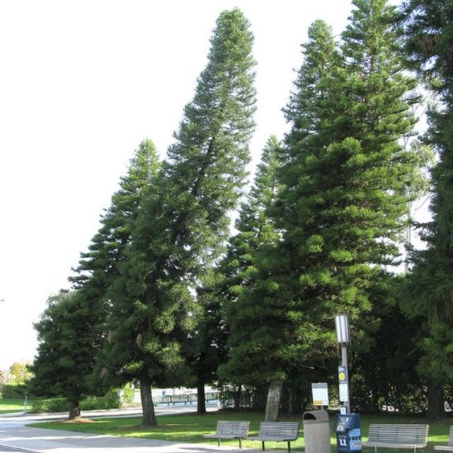 Araucaria columnaris