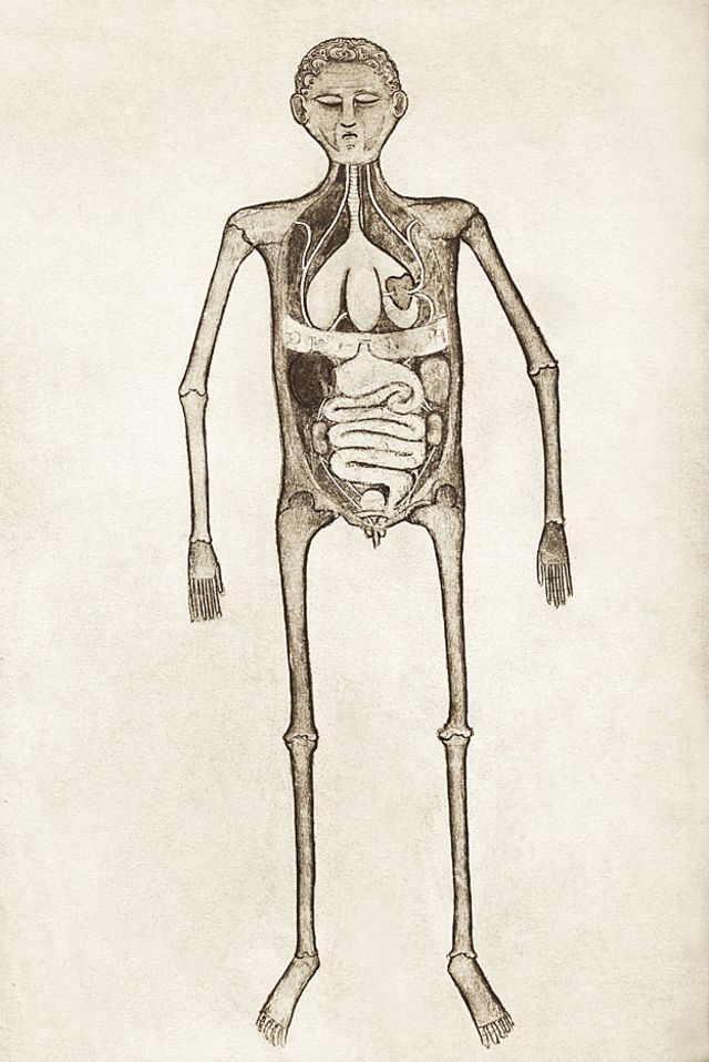 7 excepcionales ilustraciones de la anatomía humana de intrépidos  científicos de siglos pasados - BBC News Mundo