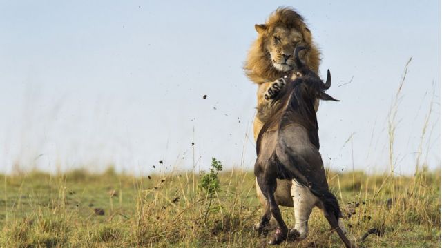 León ataca a un Ñu